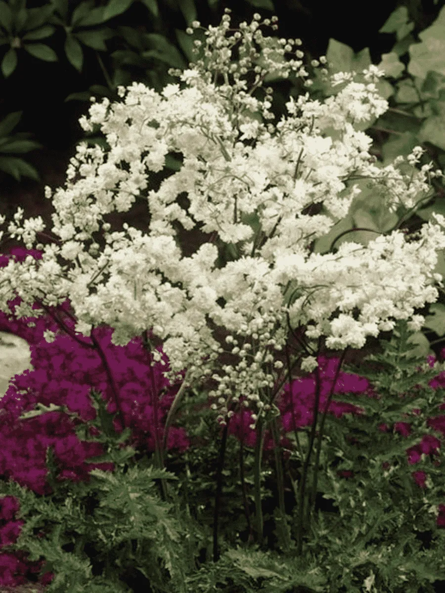 Лабазник пурпурный Flora Plena Лабазник пурпурный Flora Plena