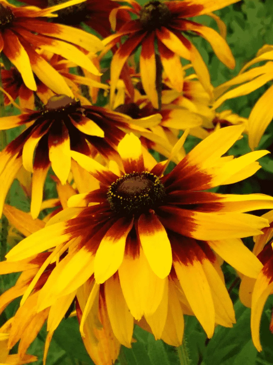 Рудбекия Рудбекия