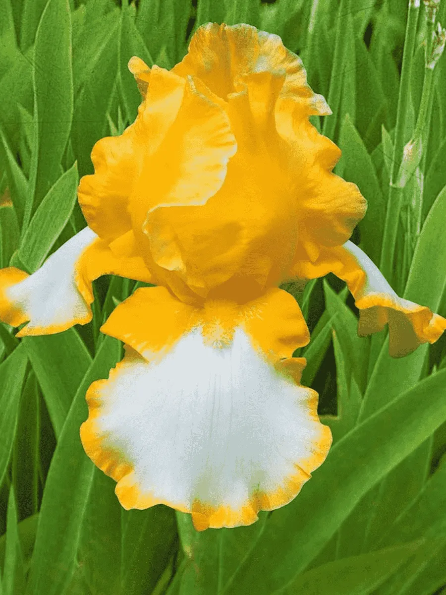 Ирис германский Glacier Gold