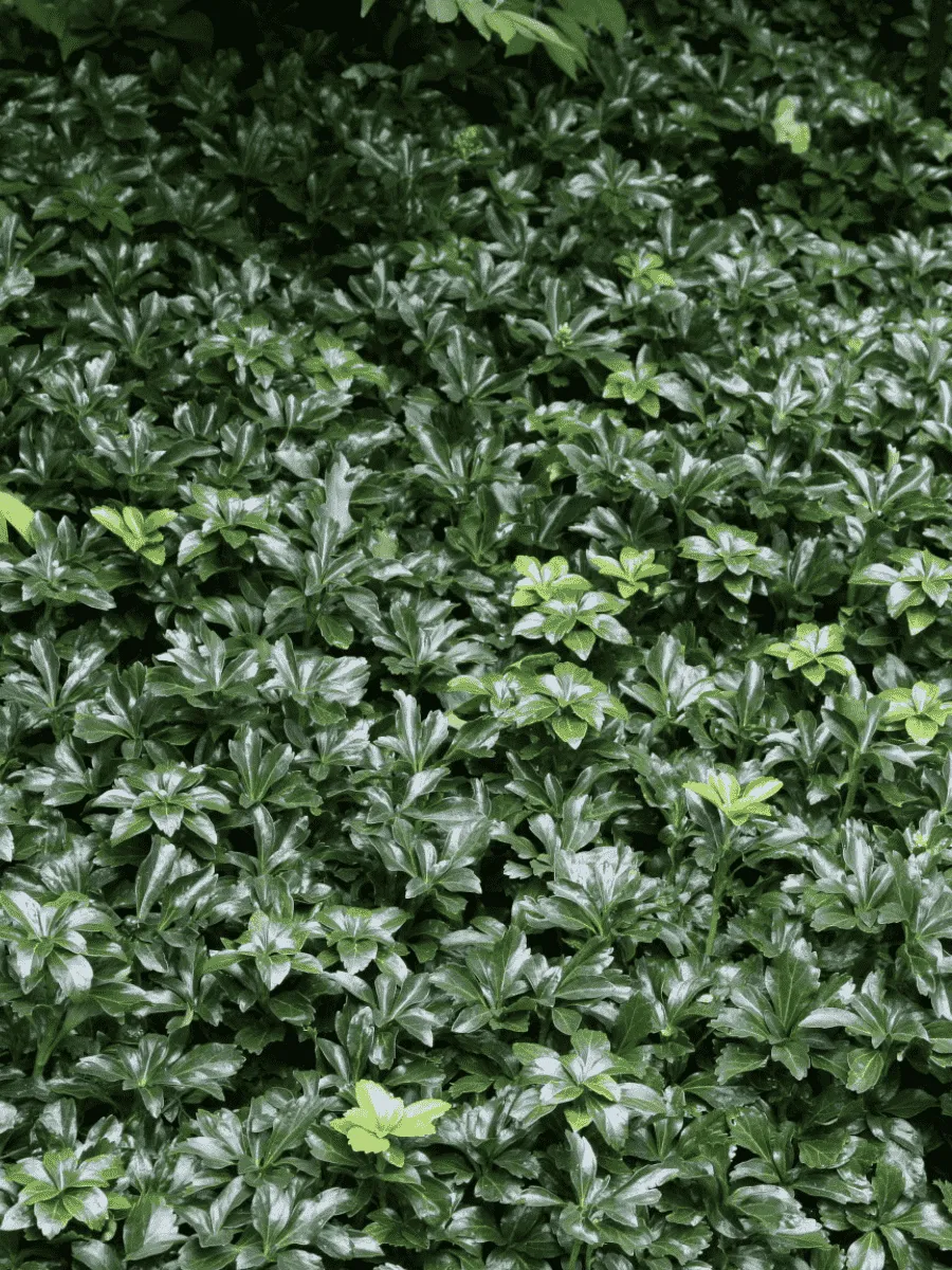 Пахизандра верхушечная  Green Sheen