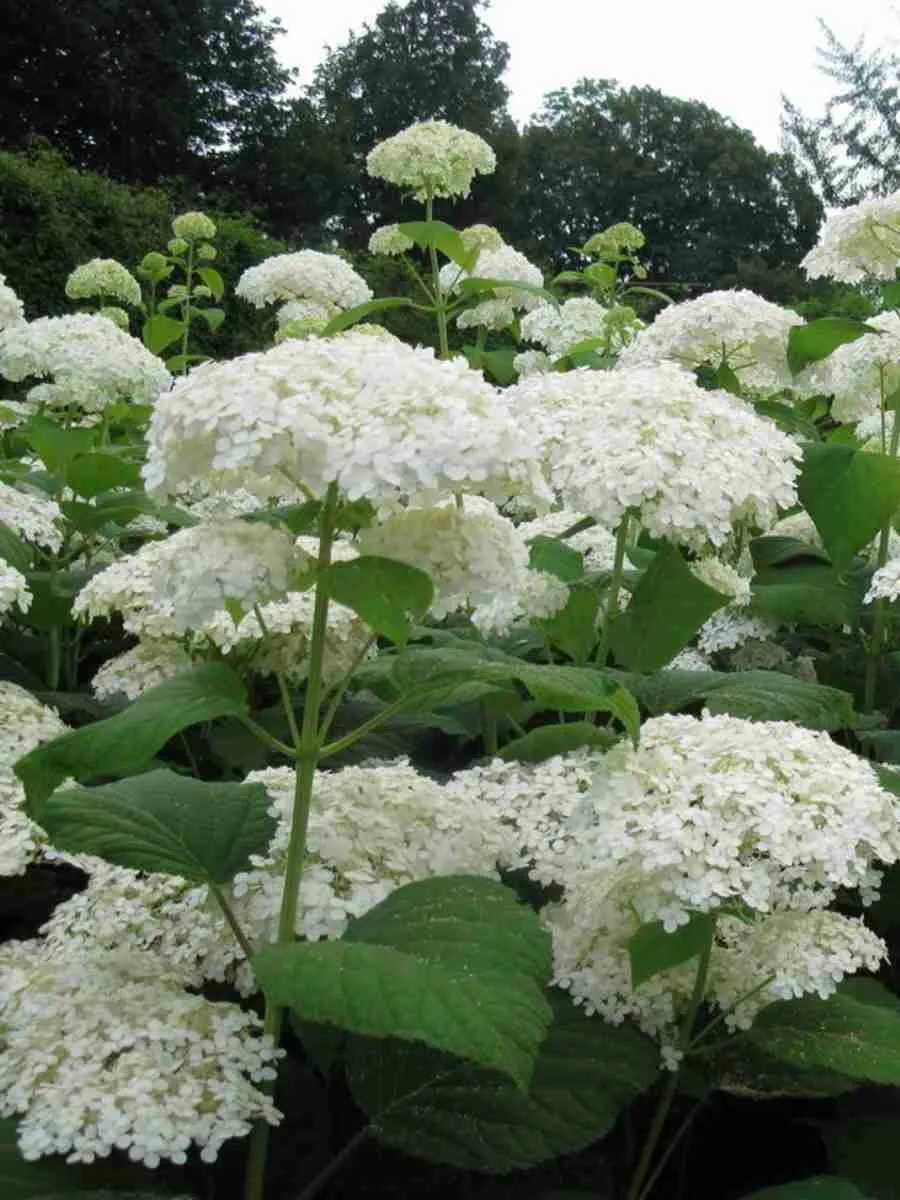 Гортензия древовидная Sterilis