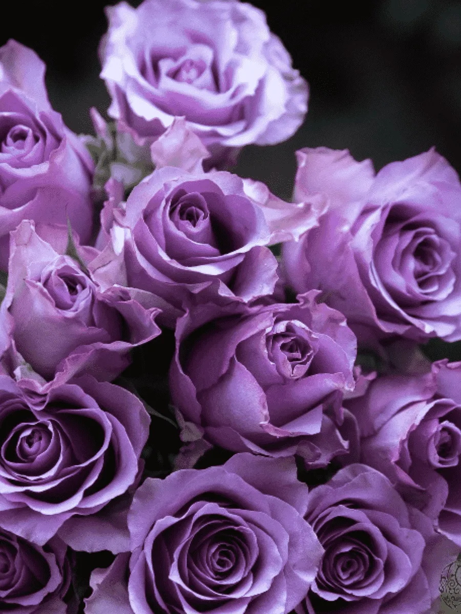 Роза Чайно-гибридная Nightingale