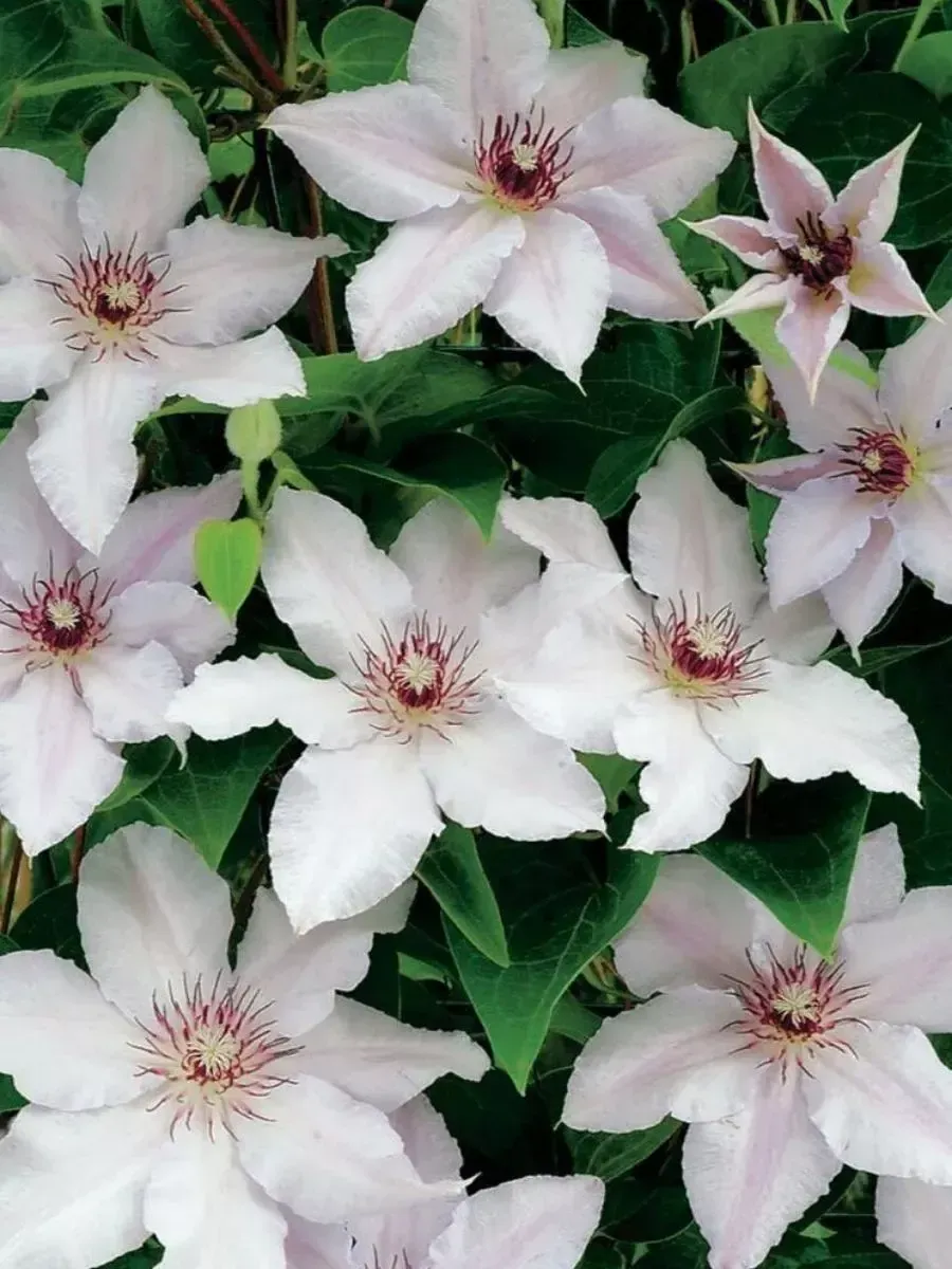 Клематис Snow Queen Клематис Snow Queen