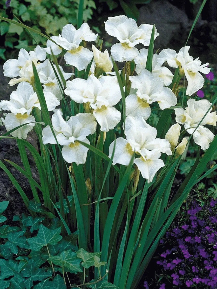 Ирис сибирский Gull's Wing