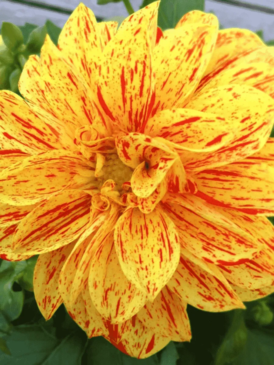 Георгин Dahlietta Select Kelly