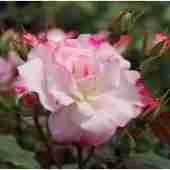 Роза Патио Abigaile