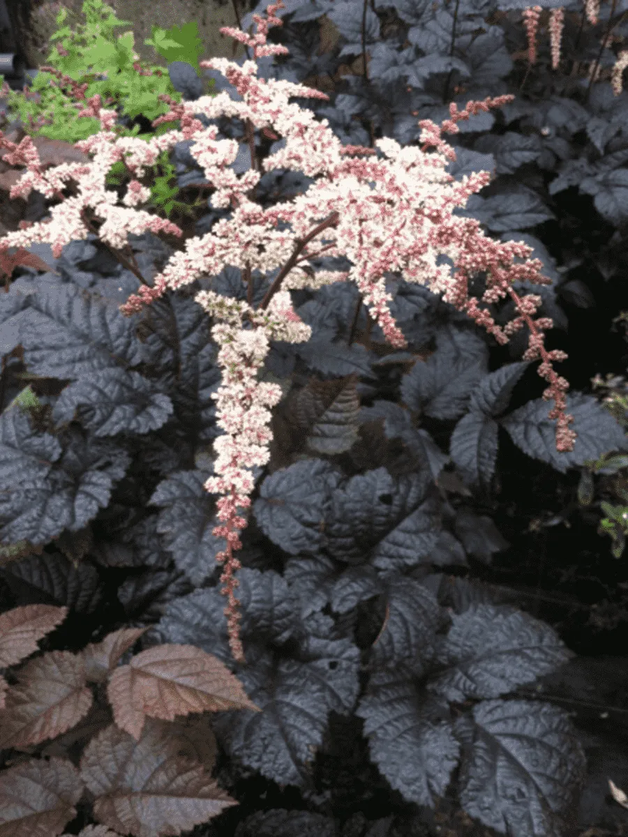 Астильба китайская Chocolate Shogun