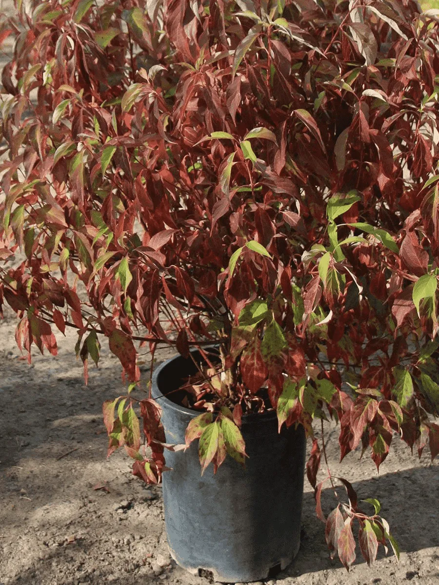 Дерен Red Gnome