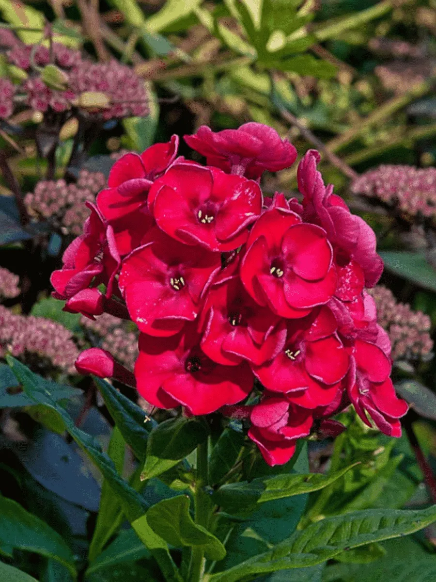 Флокс метельчатый Strawberry Daiquiri