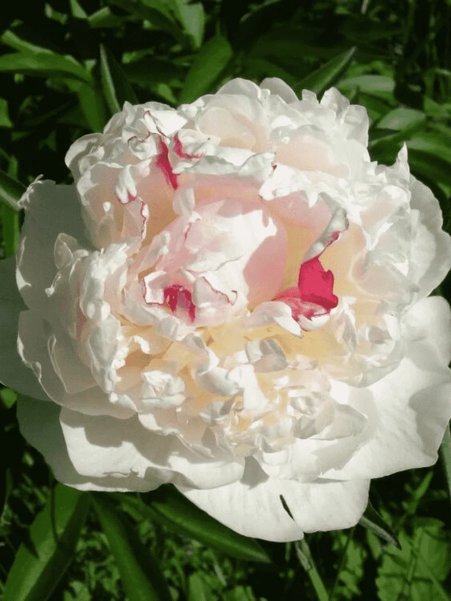 Пион Молочноцветковый Avalanche