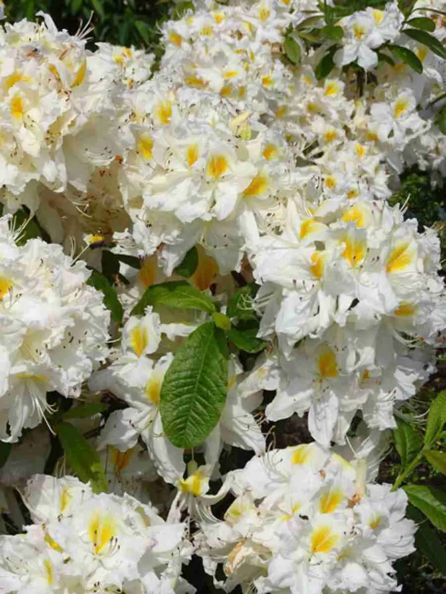 Азалия крупноцветковая Schneegold Азалия крупноцветковая Schneegold