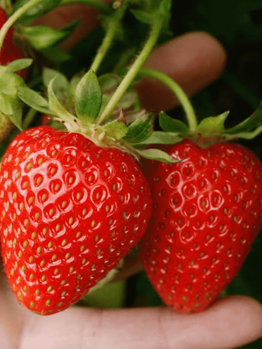 Земляника Портола