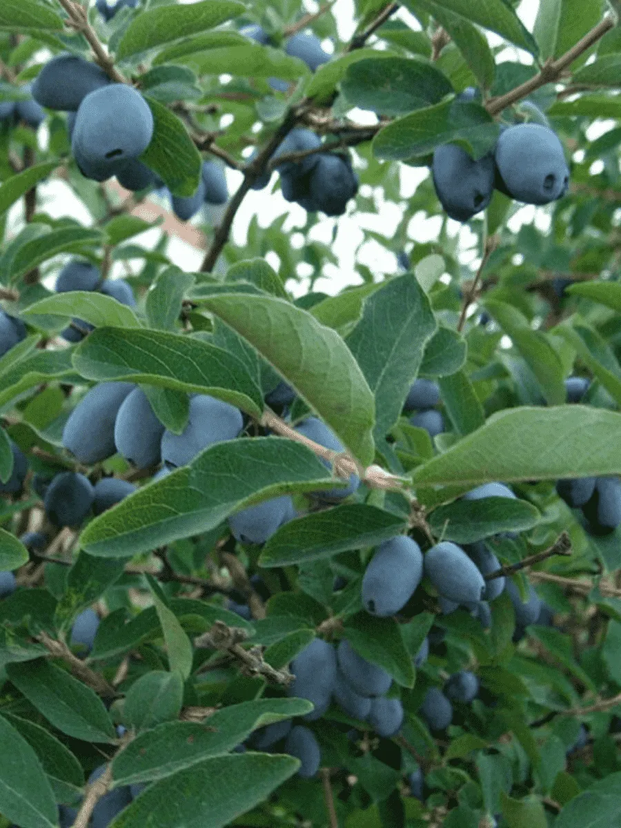 Жимолость Берель Жимолость Берель