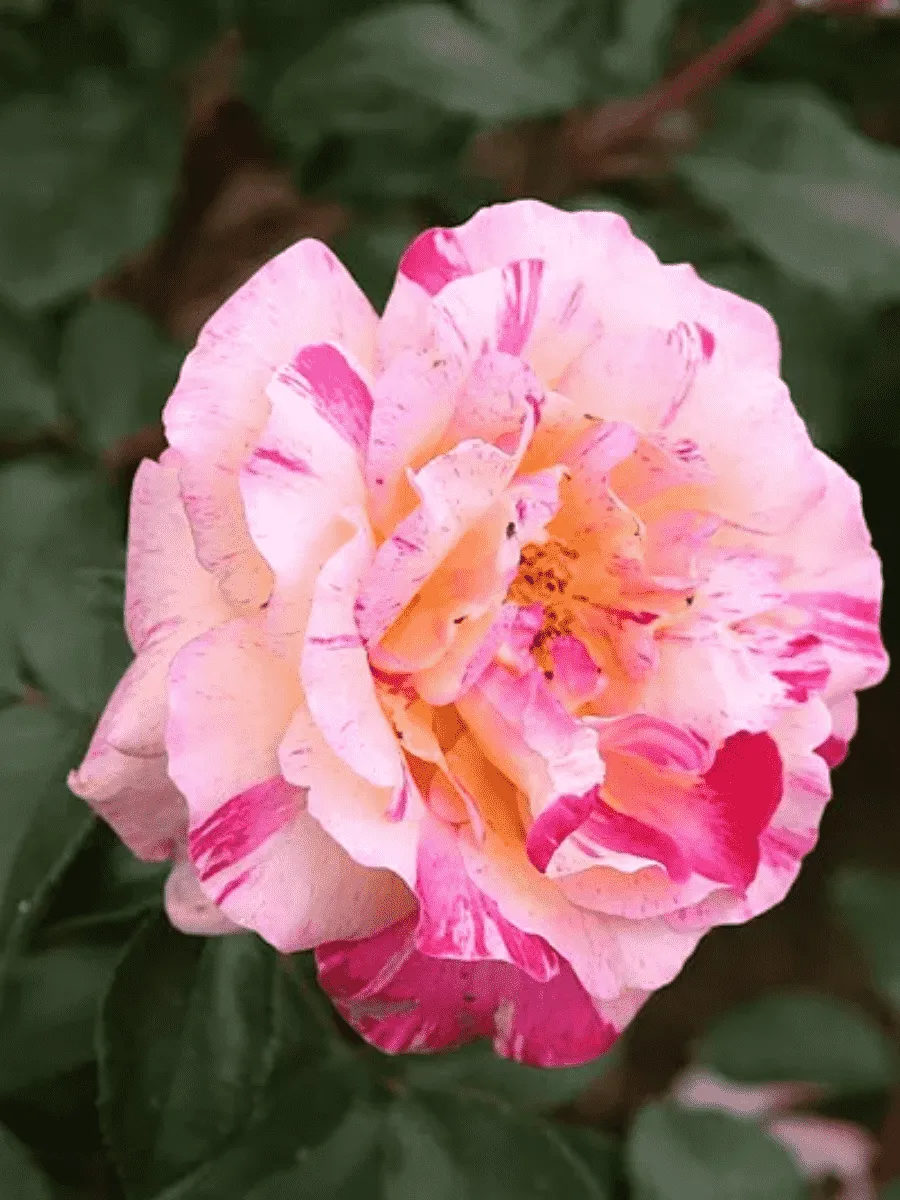 Роза Чайно-гибридная Сamilla