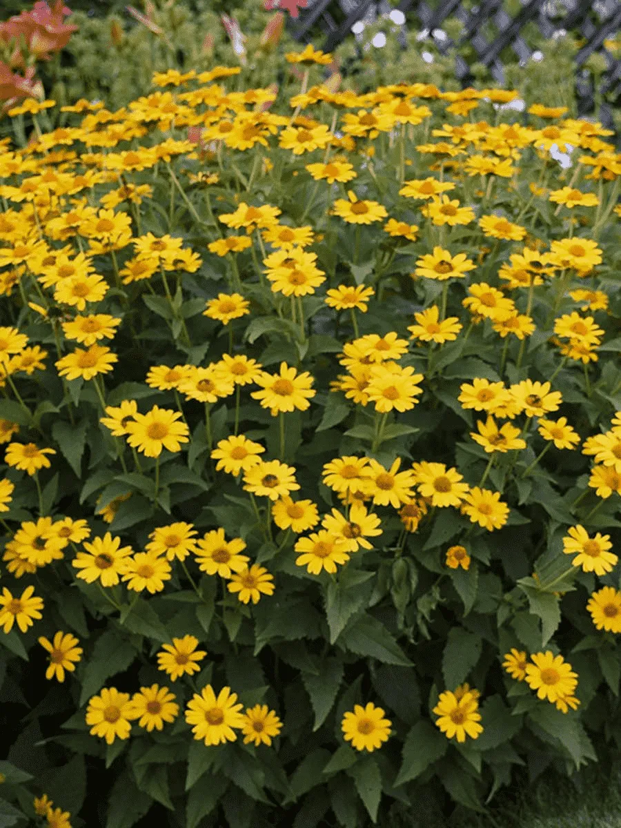 Гелиопсис Шероховатый