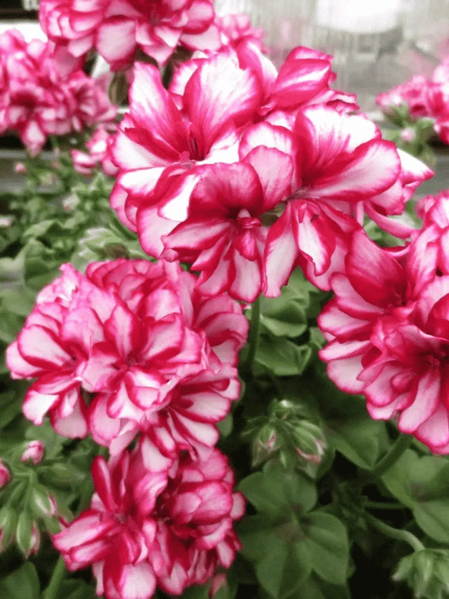 Пеларгония плющелистная  Grandeur Ivy Arctic Rose кашпо Пеларгония плющелистная  Grandeur Ivy Arctic Rose кашпо