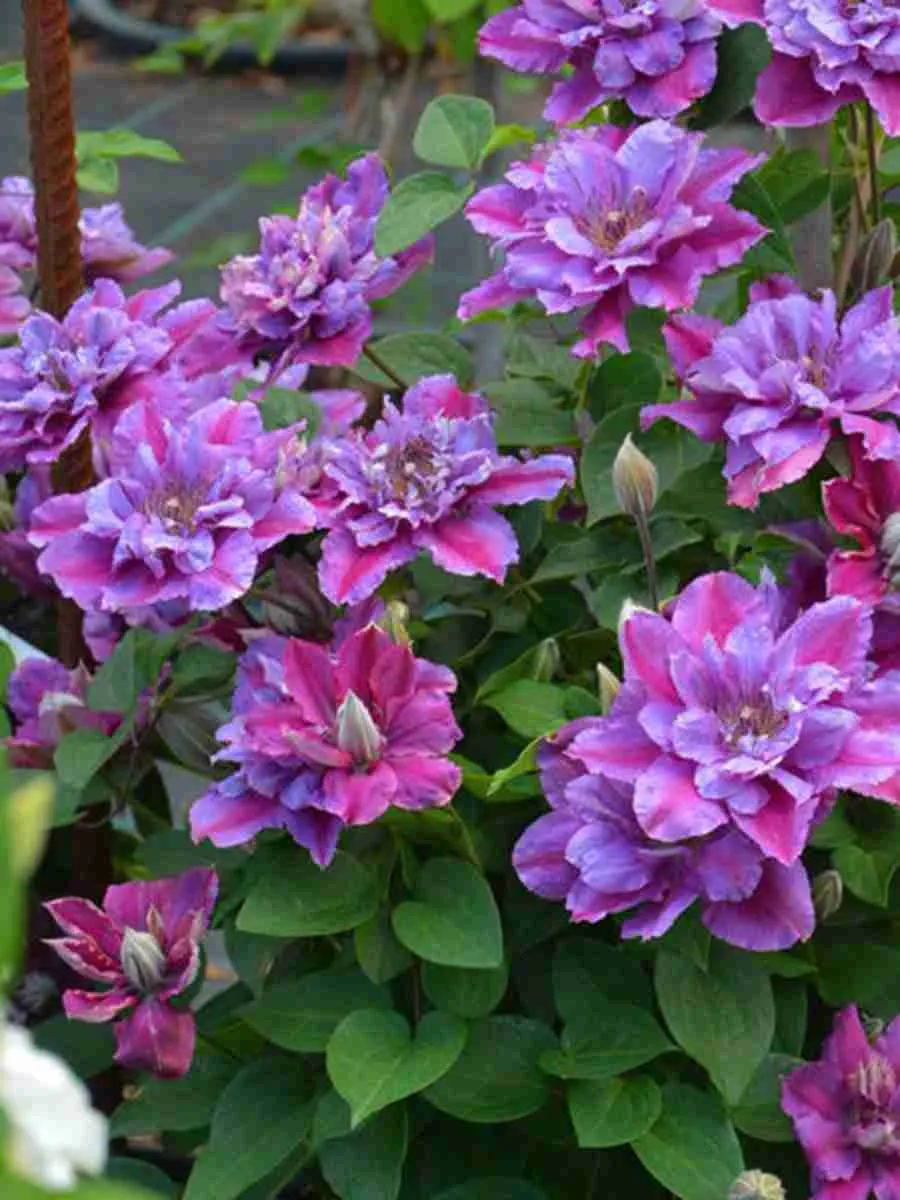 Клематис гибридный Birthday Girl