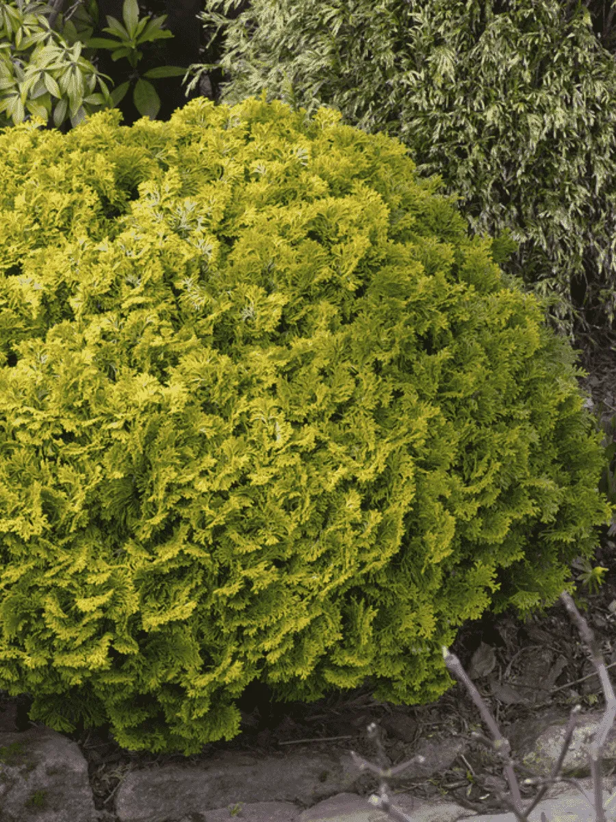 Кипарисовик Nana Gracilis Aurea