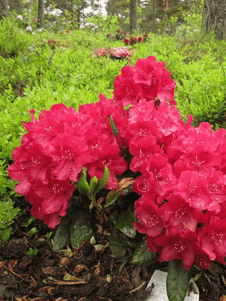 Рододендрон гибридный Wladyslaw Jagiello