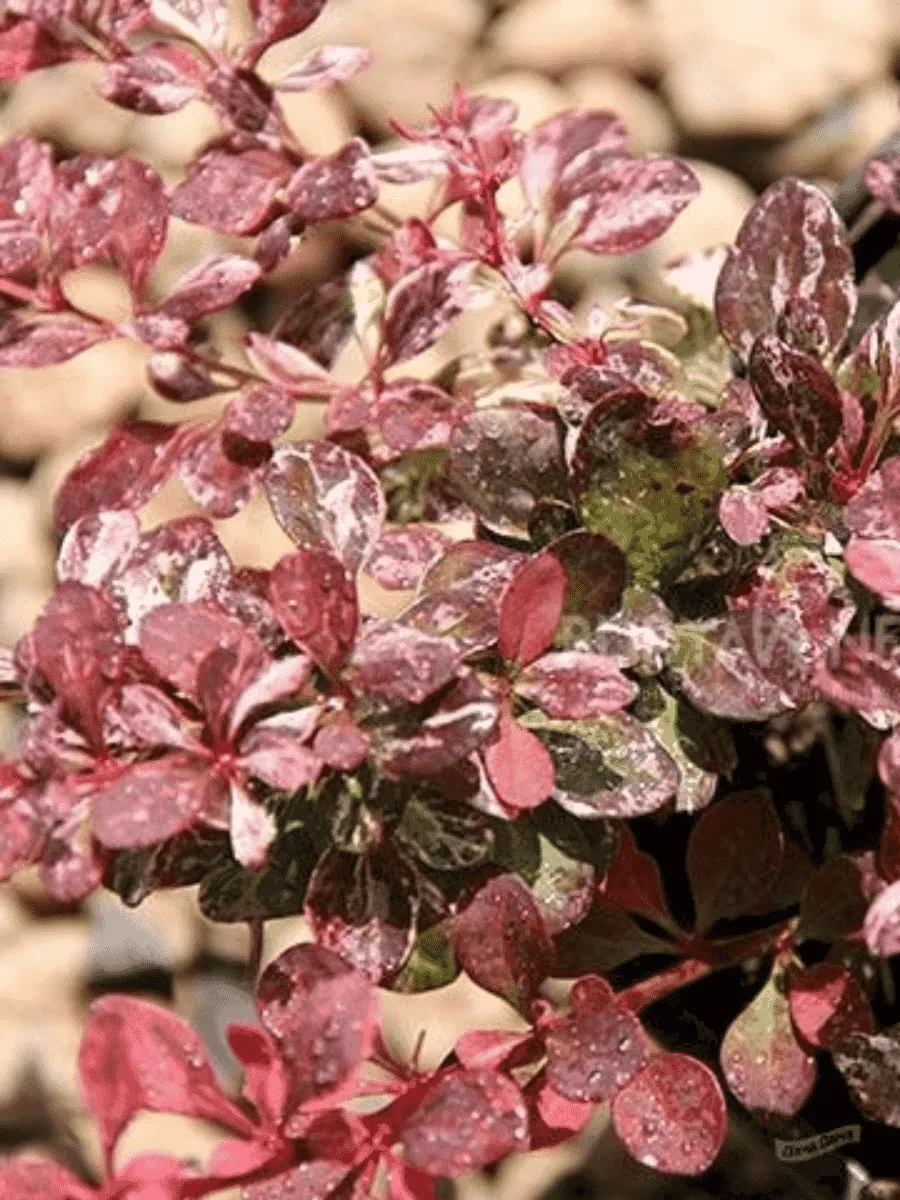 Барбарис Тунберга Rosetta Барбарис Тунберга Rosetta