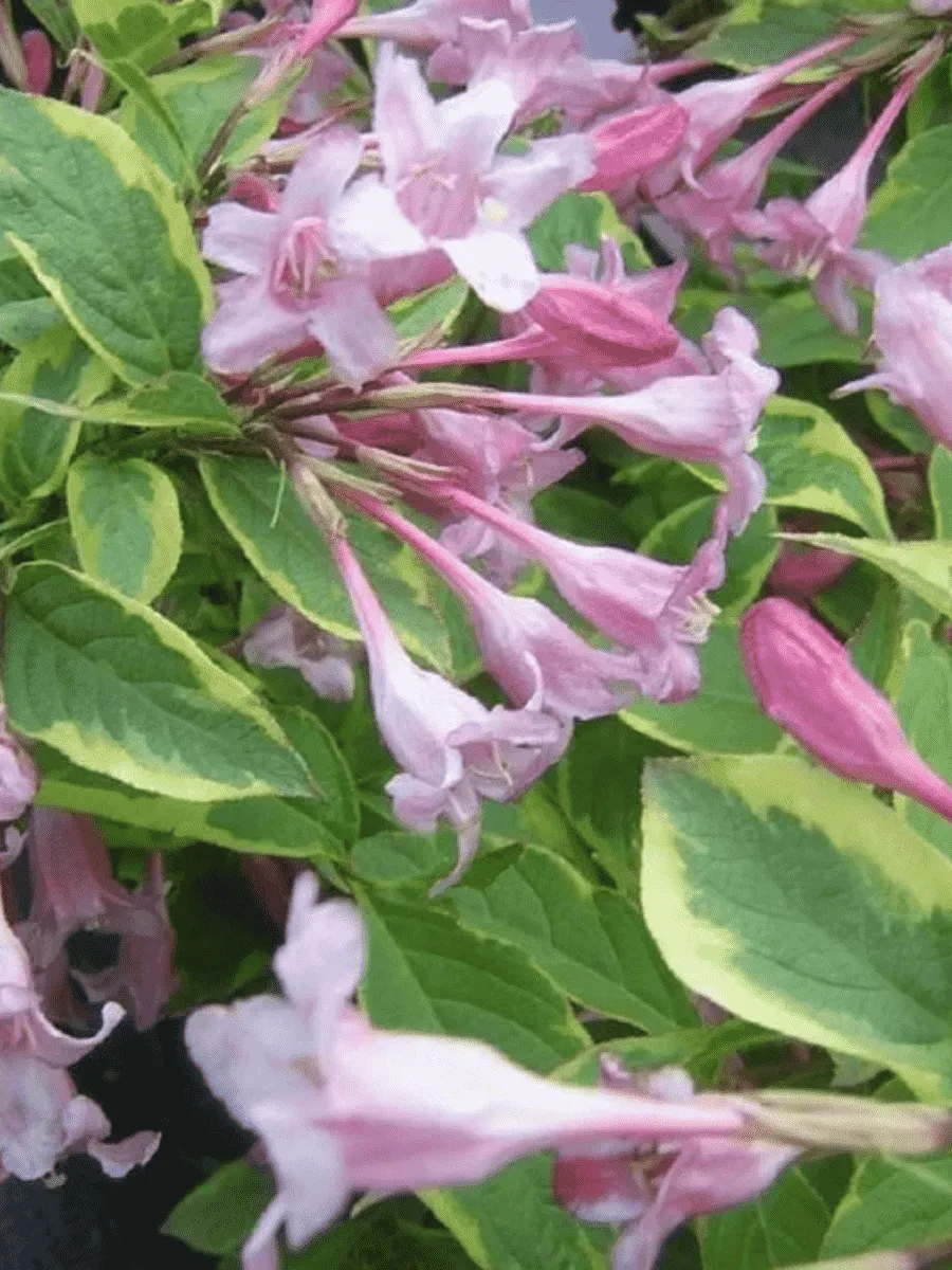 Вейгела цветущая Sunny Princess