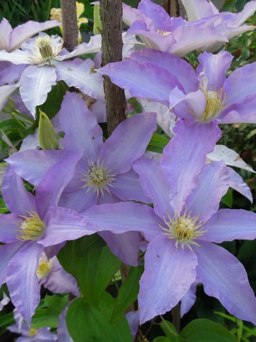 Клематис гибридный Anna German Клематис гибридный Anna German