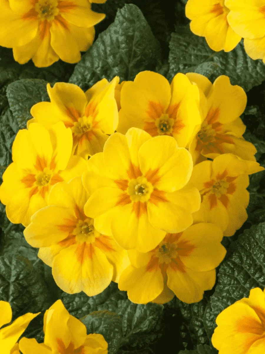 Примула бесстебельная Bright deep yellow