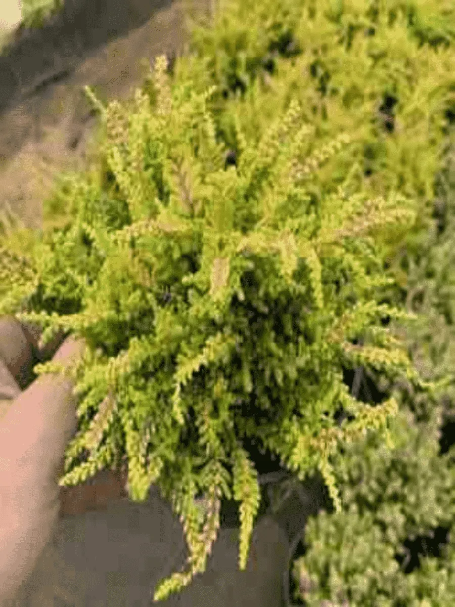 Вереск обыкновенный Loui