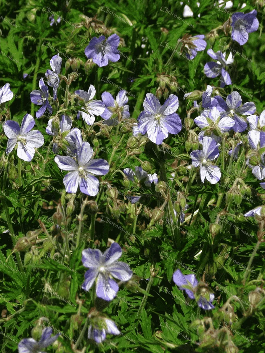 Герань луговая Splish splash