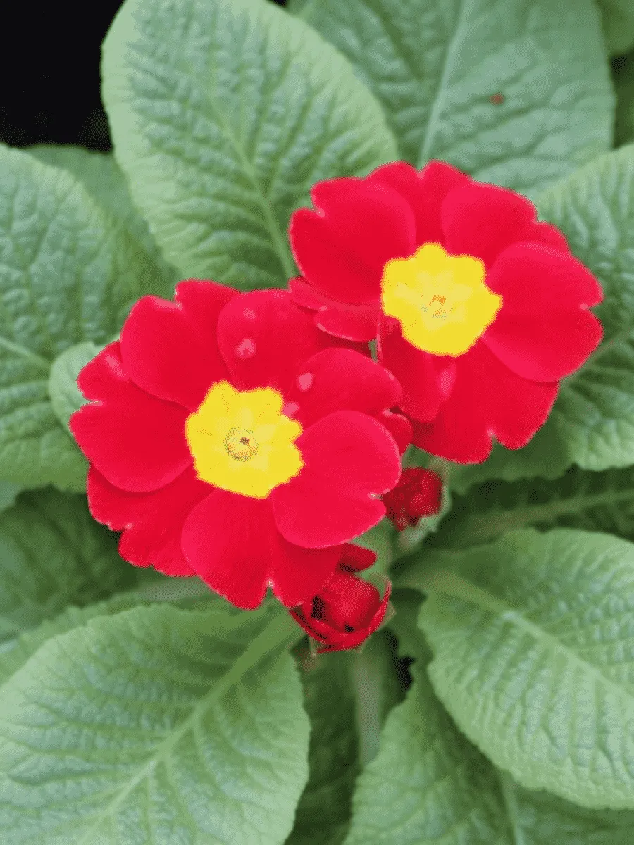 Примула Hethor Red