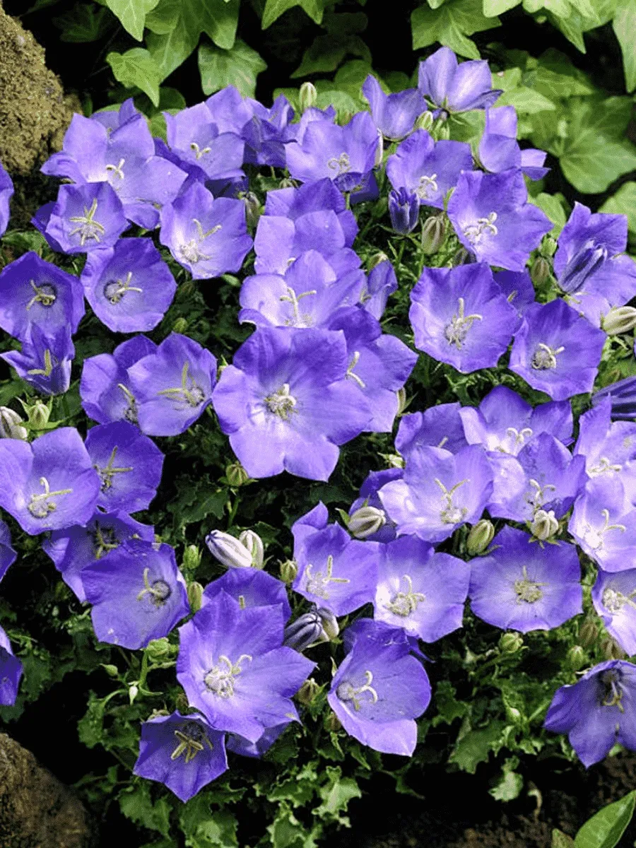 Колокольчик  карпатский Blue Clips