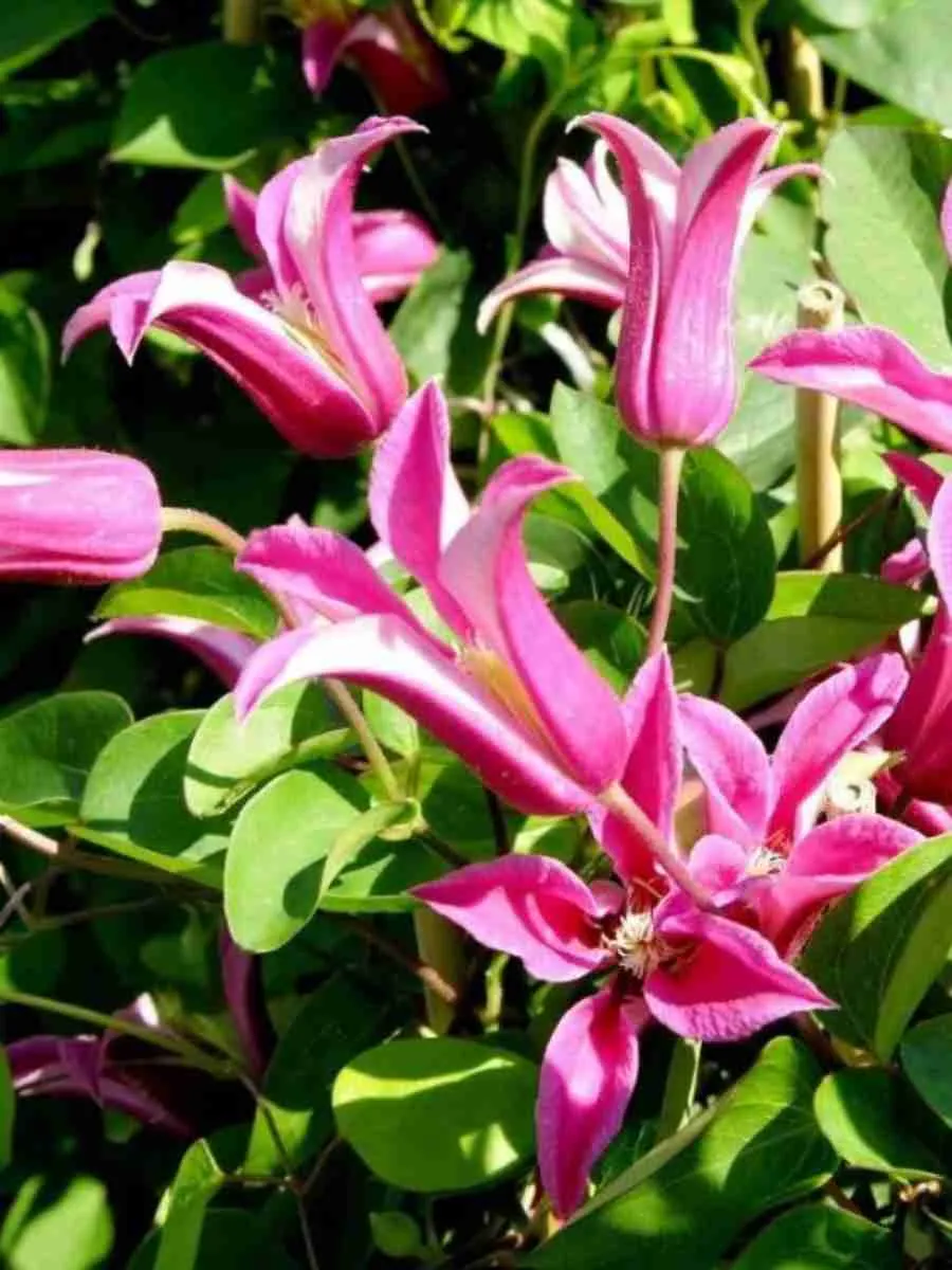 Клематис гибридный Happy Diana