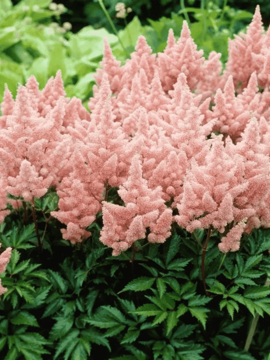 Астильба арендса Sister Theresa Астильба арендса Sister Theresa