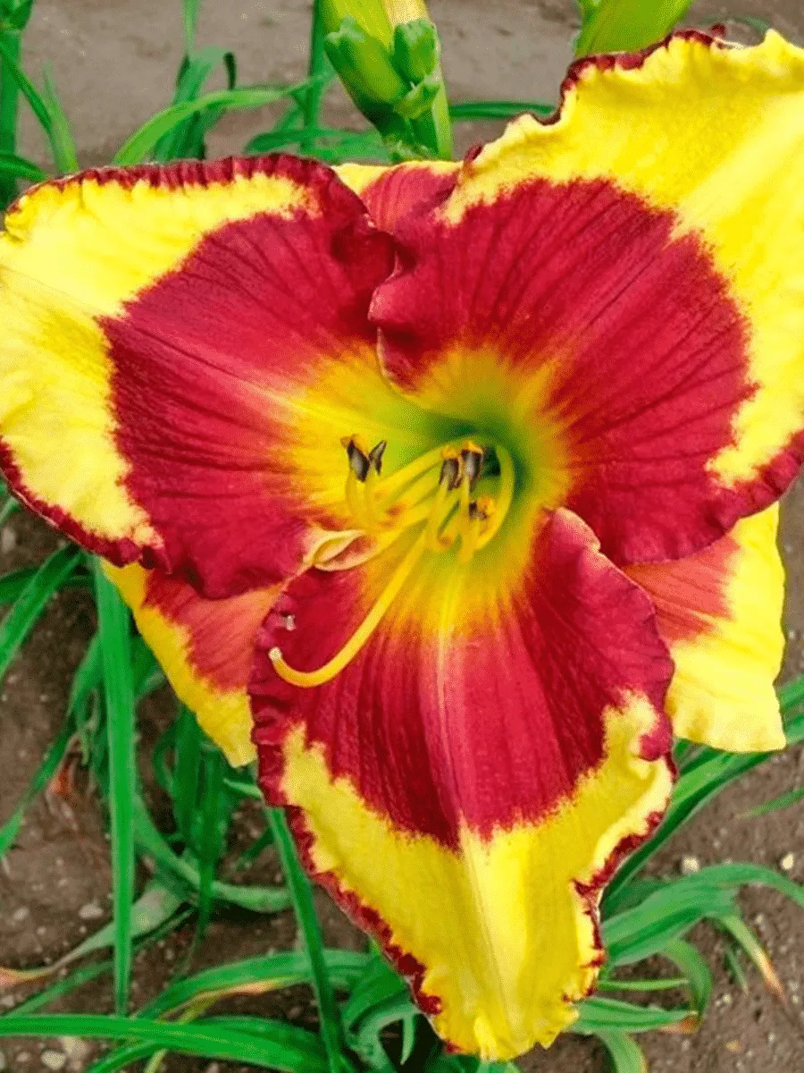 Лилейник Punxsutawney Phil