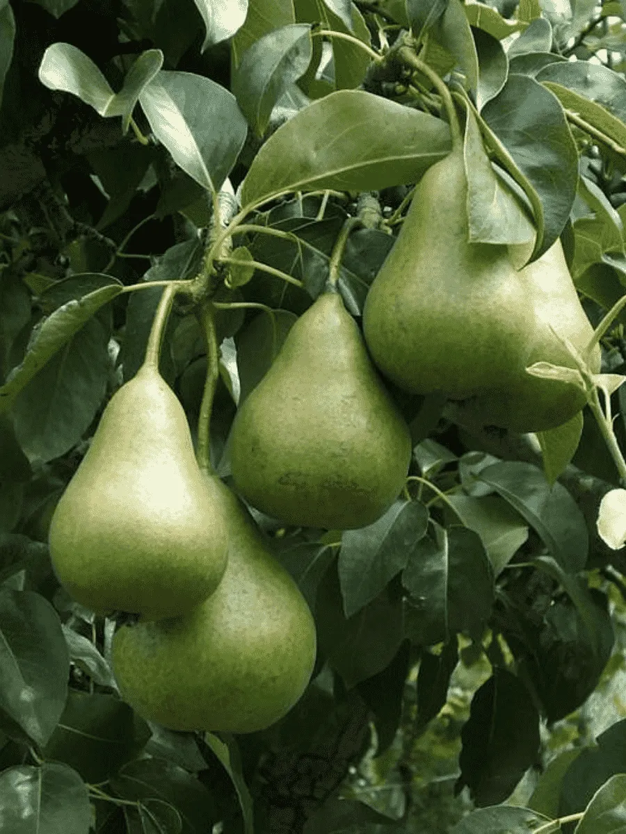 Груша Осенняя Яковлева Груша Осенняя Яковлева