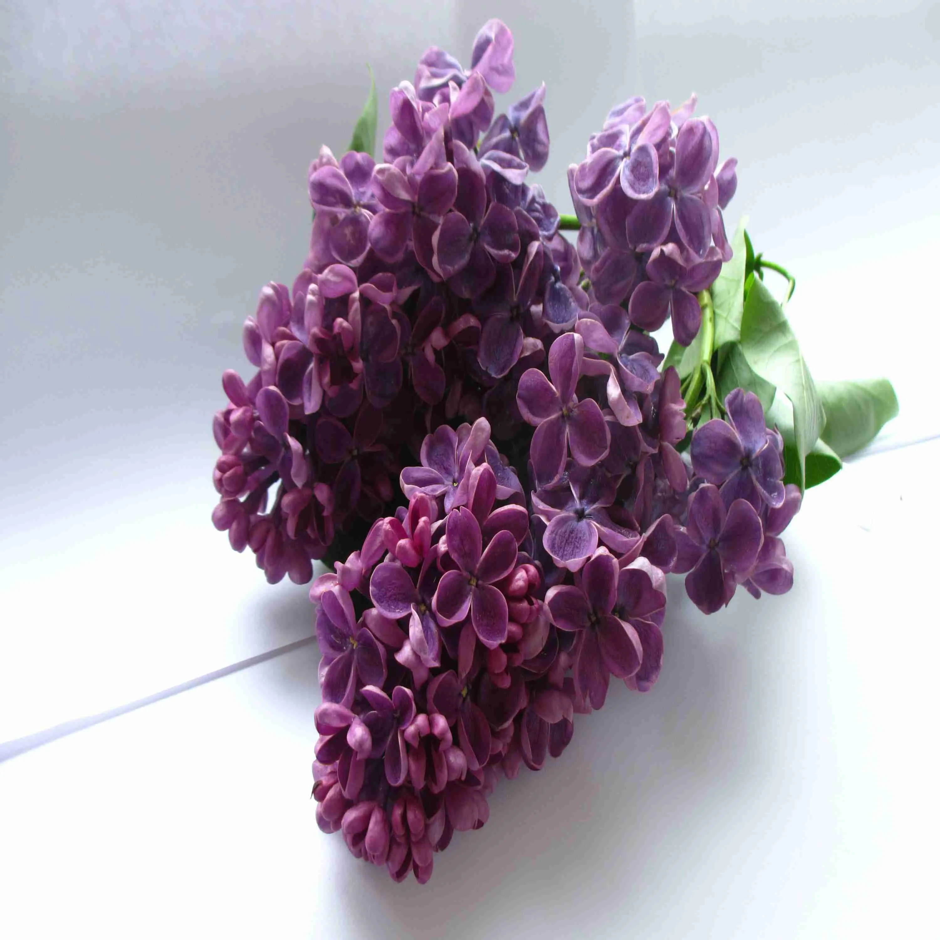 Сирень обыкновенная Старая Москва