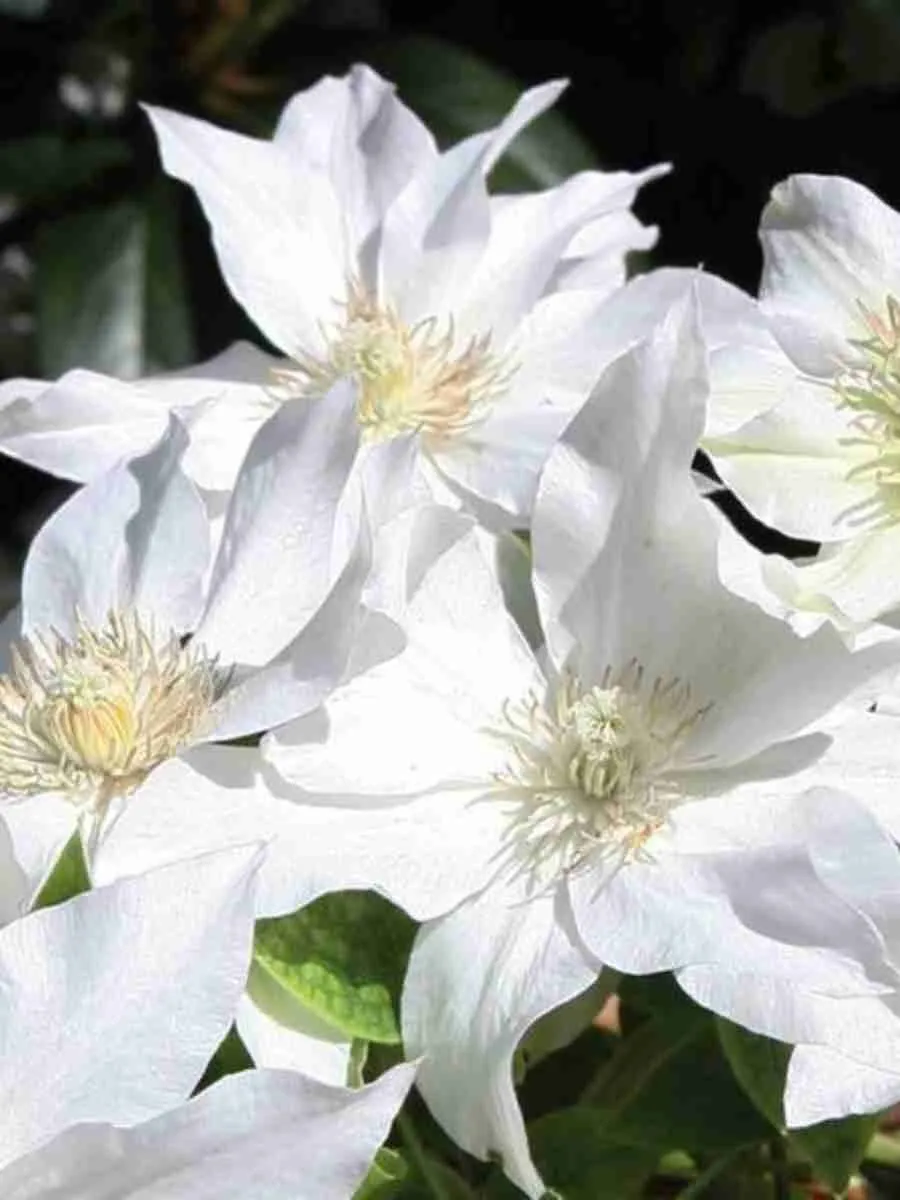 Клематис гибридный First Love Клематис гибридный First Love