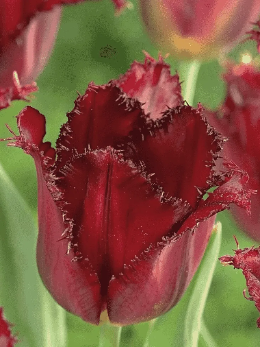 Тюльпан Pacific Pearl