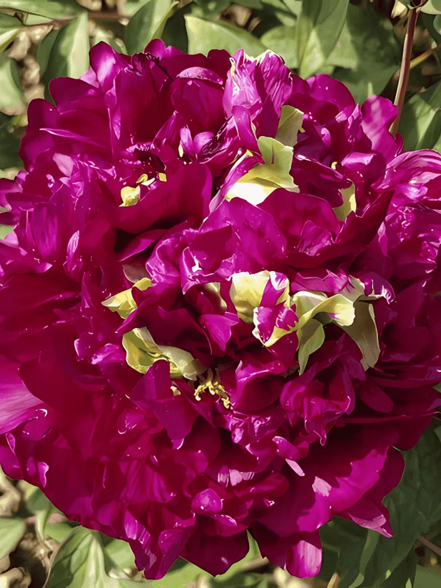 Пион Древовидный Fragrant Champion