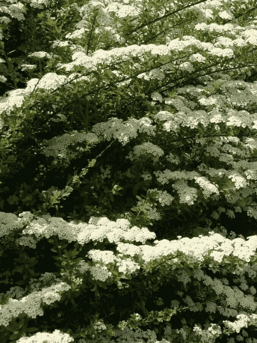 Спирея ниппонская June Bride