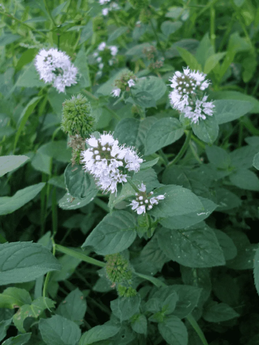 Мята болотная