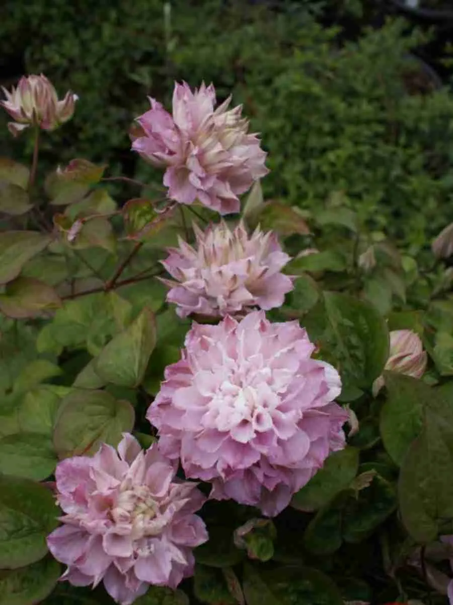 Клематис Dancing Smile Клематис Dancing Smile