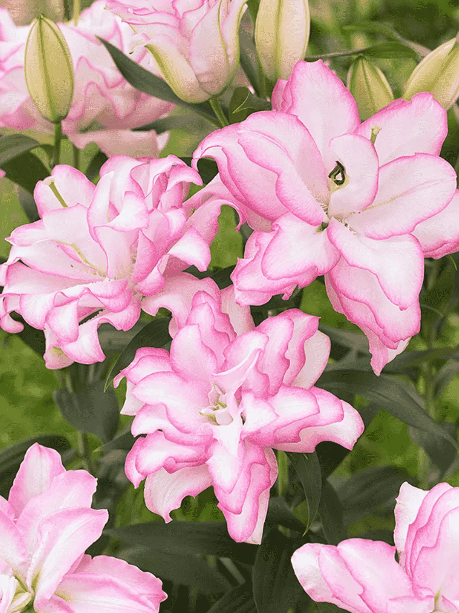 Лилия Roselily Anouska