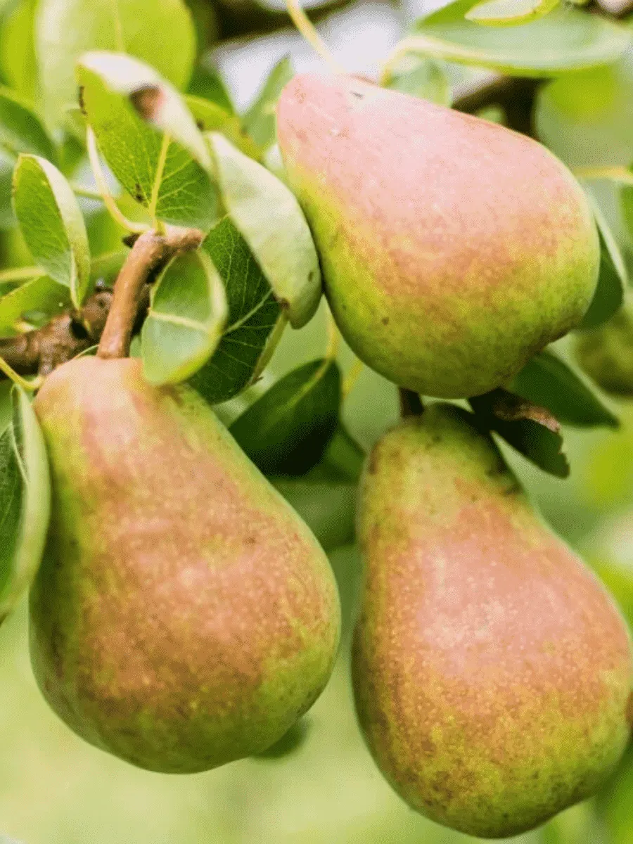 Груша Русская красавица Груша Русская красавица