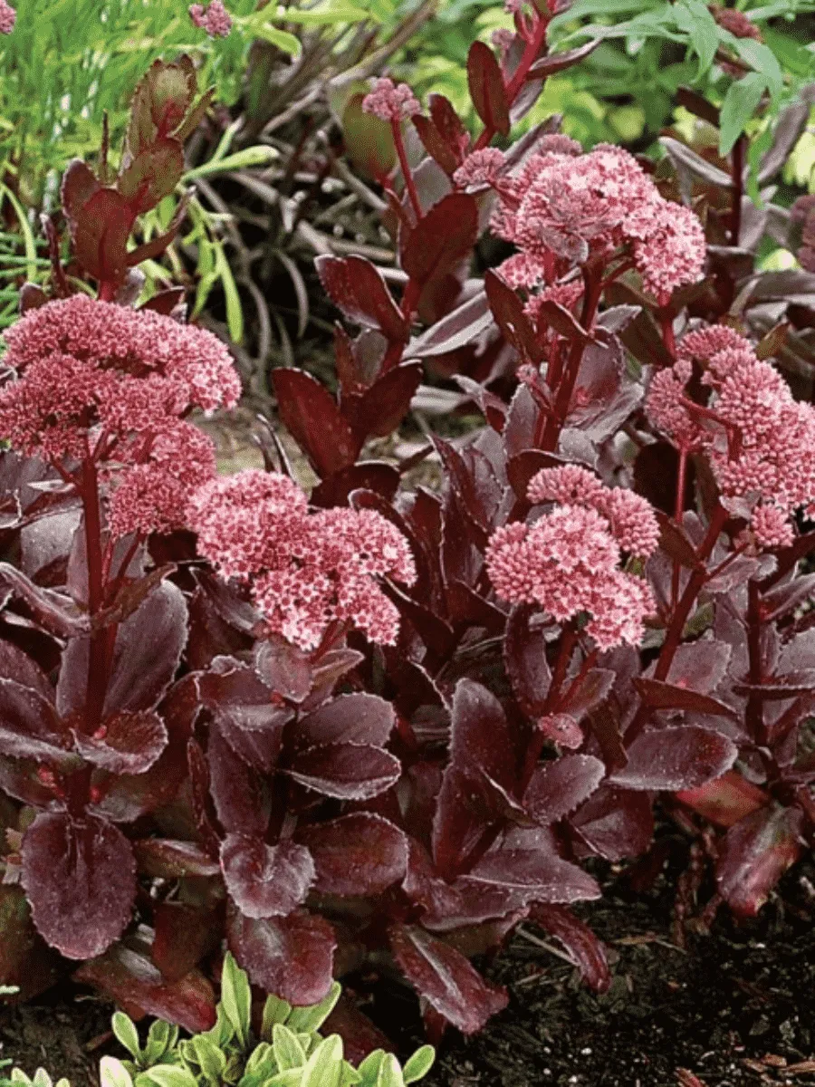 Очиток  телефиум Сhocolate drop