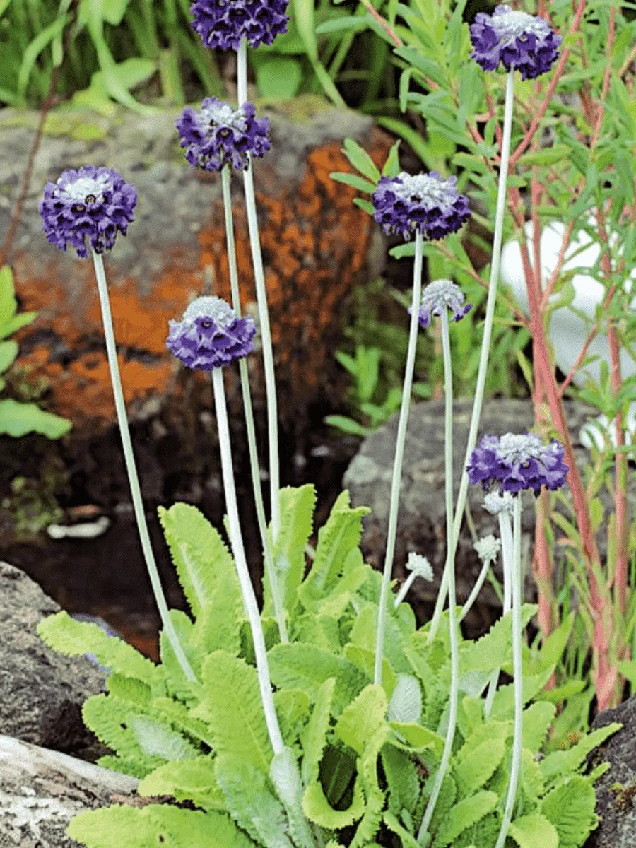 Примула головчатая Мура