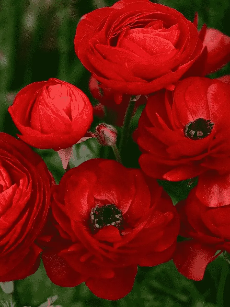 Лютик Азиатский  Red Лютик Азиатский  Red
