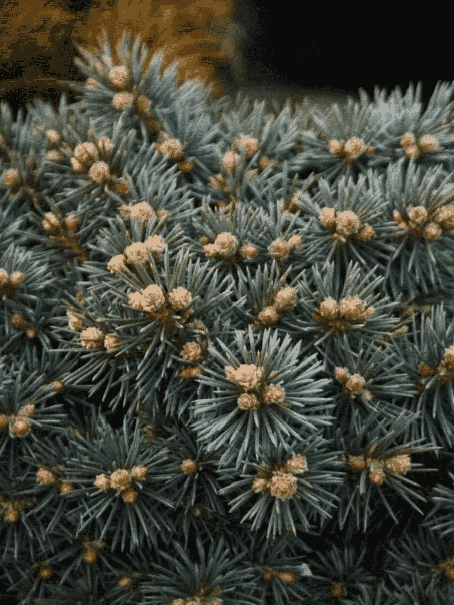 Ель колючая Brynek штамб 80-90 Ель колючая Brynek штамб 80-90