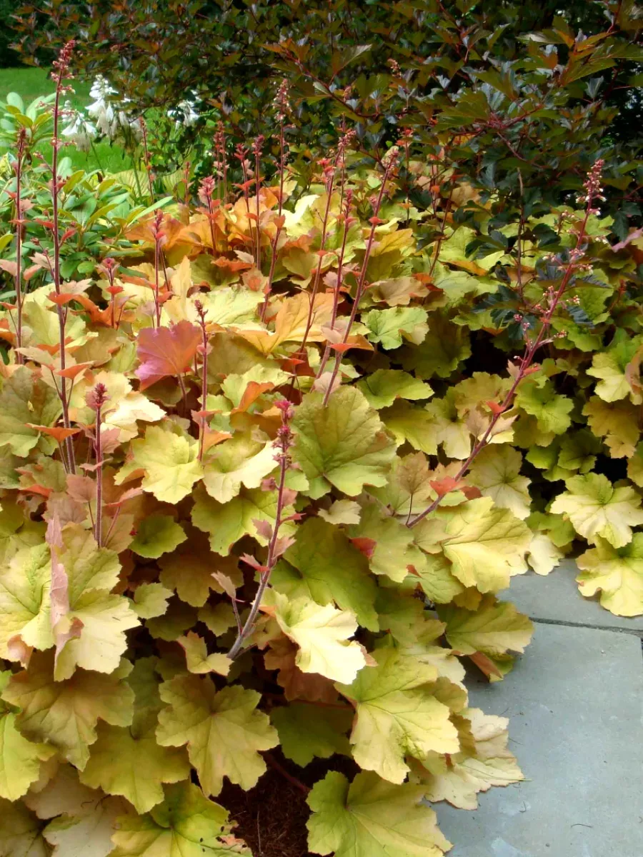 Гейхера Caramel