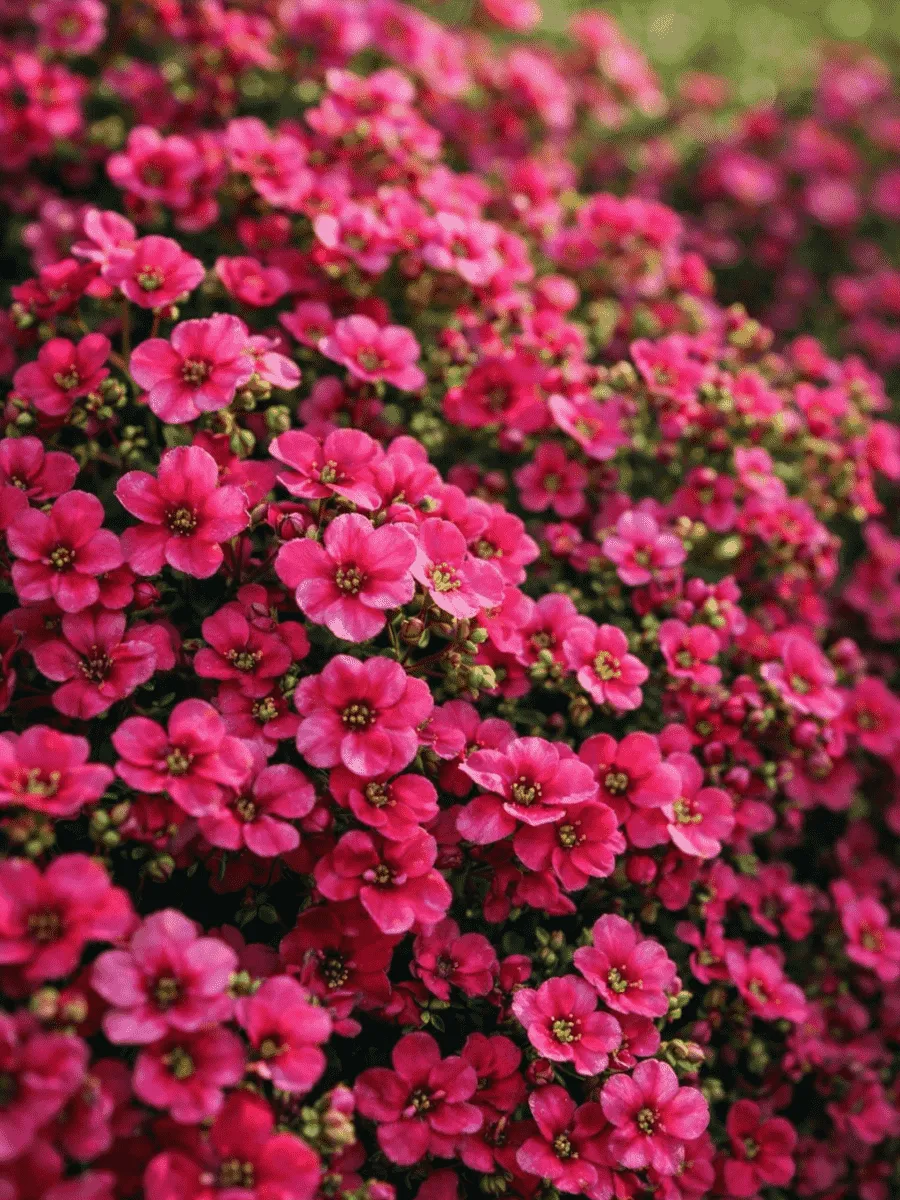 Аубриета Florado Rose